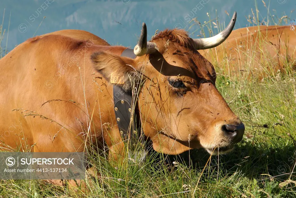 Terentaise cow lying by the lake of Mount Cenis France Alps