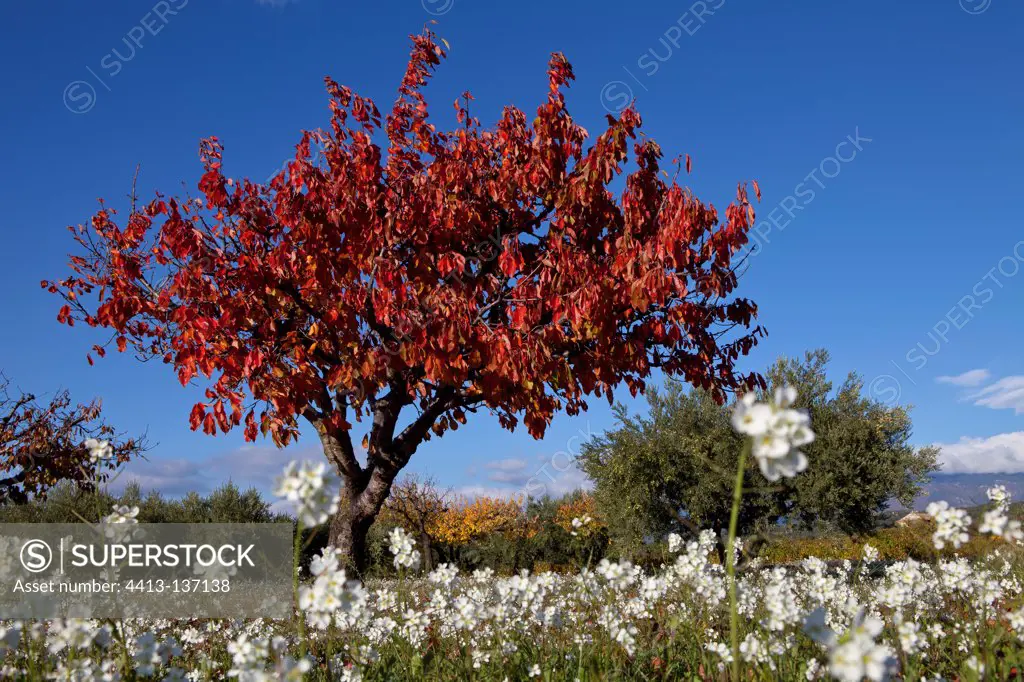 Cherry trees in autumn cherry Provence France