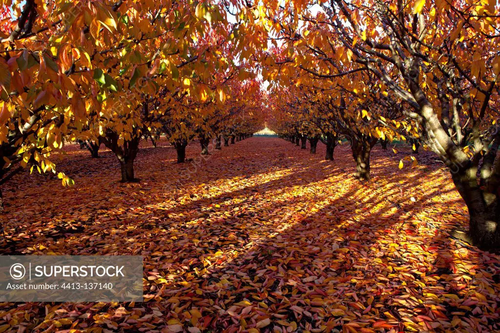 Cherry trees in autumn Provence France