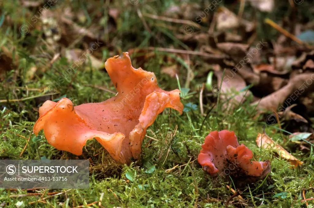 Apricot Jelly Fungus in moss France