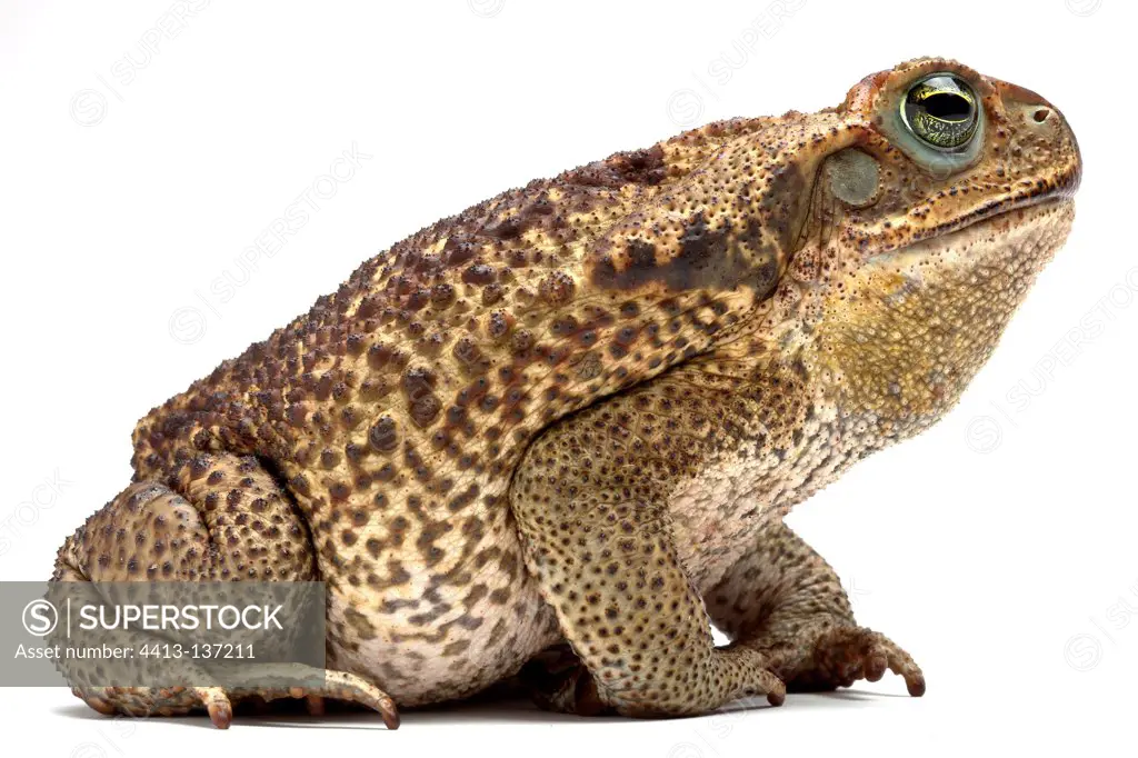 Rococo Toad in studio on white background