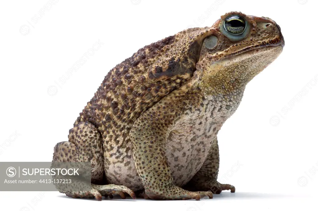 Rococo Toad in studio on white background