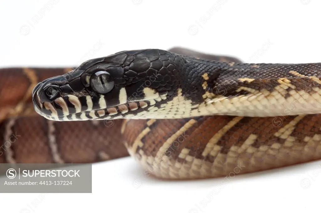Portrait of a Boelen's python in studio on white background