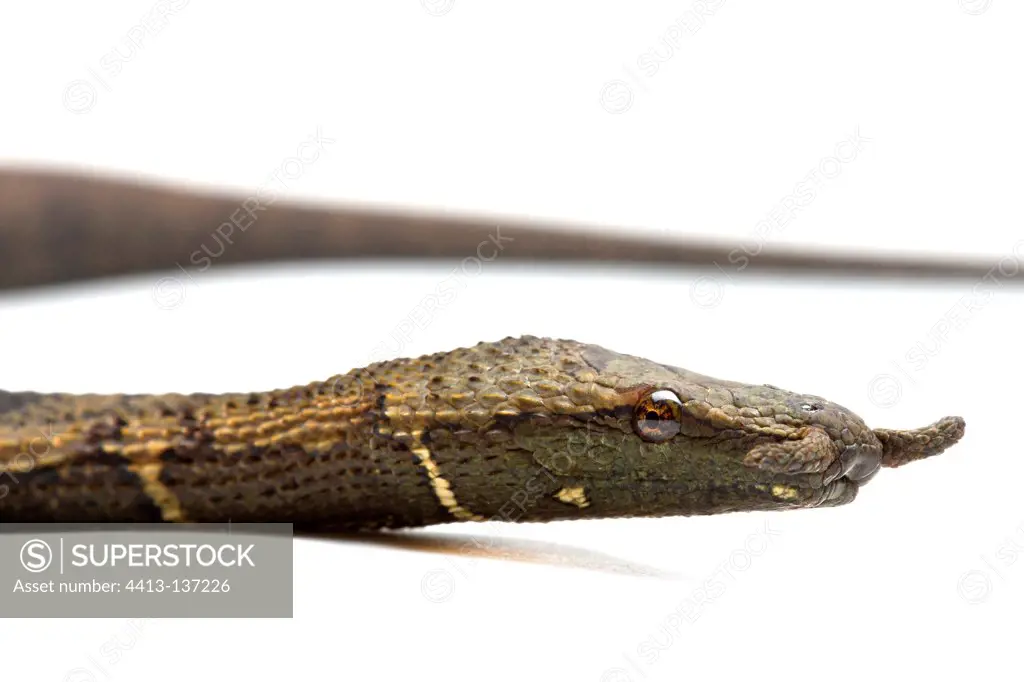 Tentacled snake in studio on white background