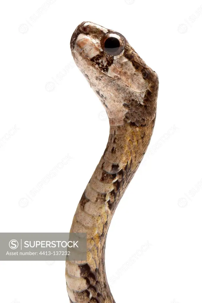 Blunthead Slug Snake in studio on white background