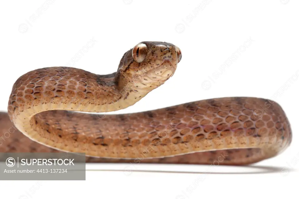 Asian slug snake in studio on white background