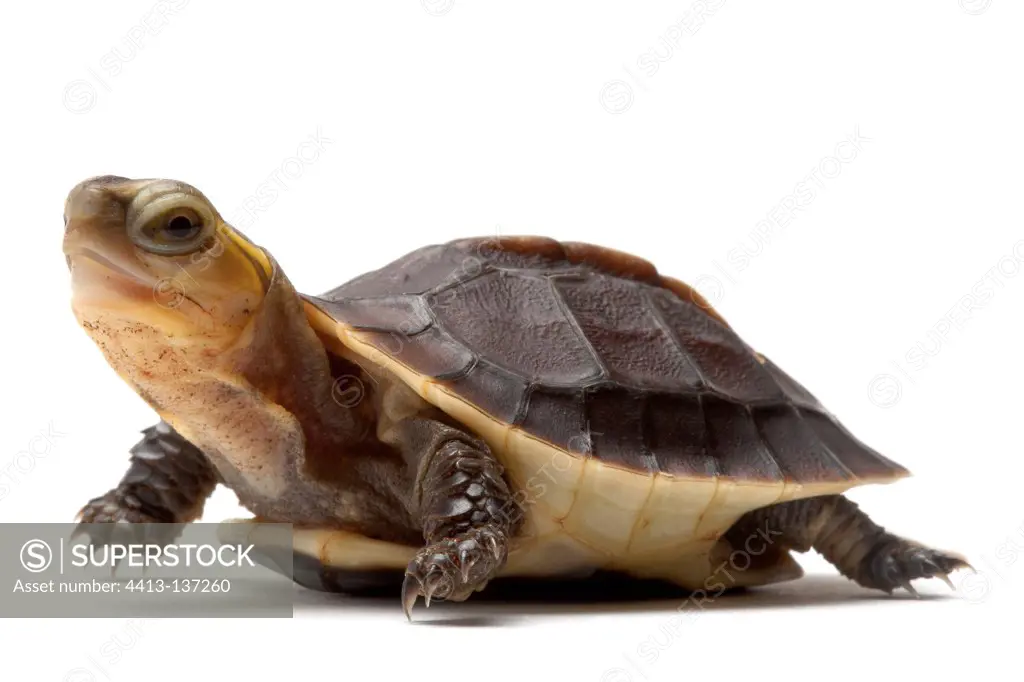 Yellow-margined Box Turtle in studio on white background