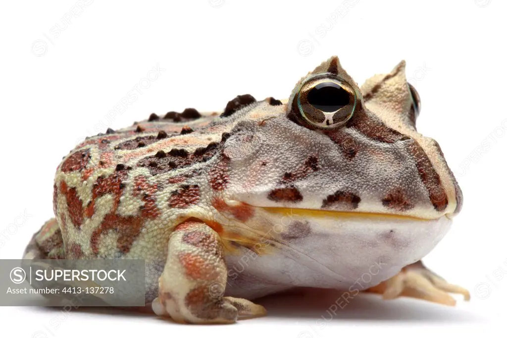 Brazilian Horned Frog in studio on white background