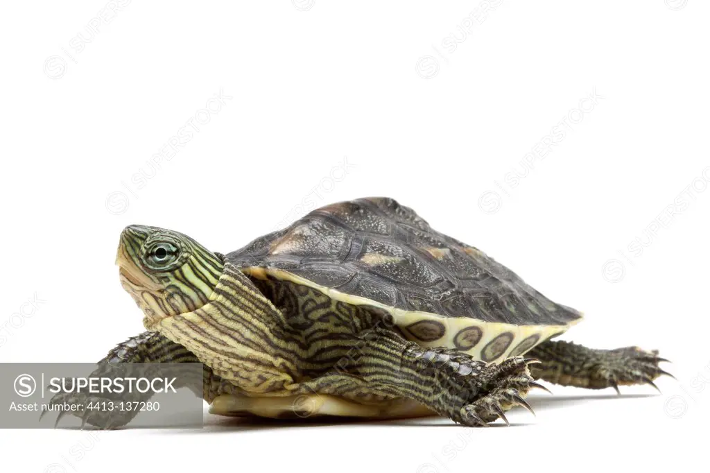 Chinese Stripe-necked Turtle in studio on white background