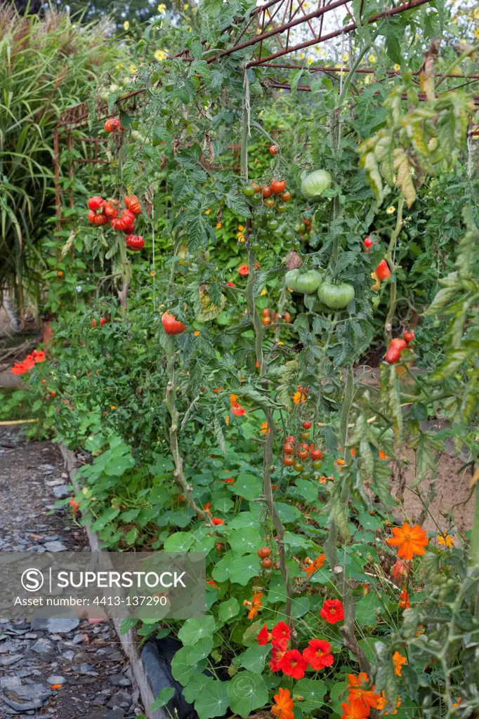 Tomatoes hanging from a rope in an organic garden