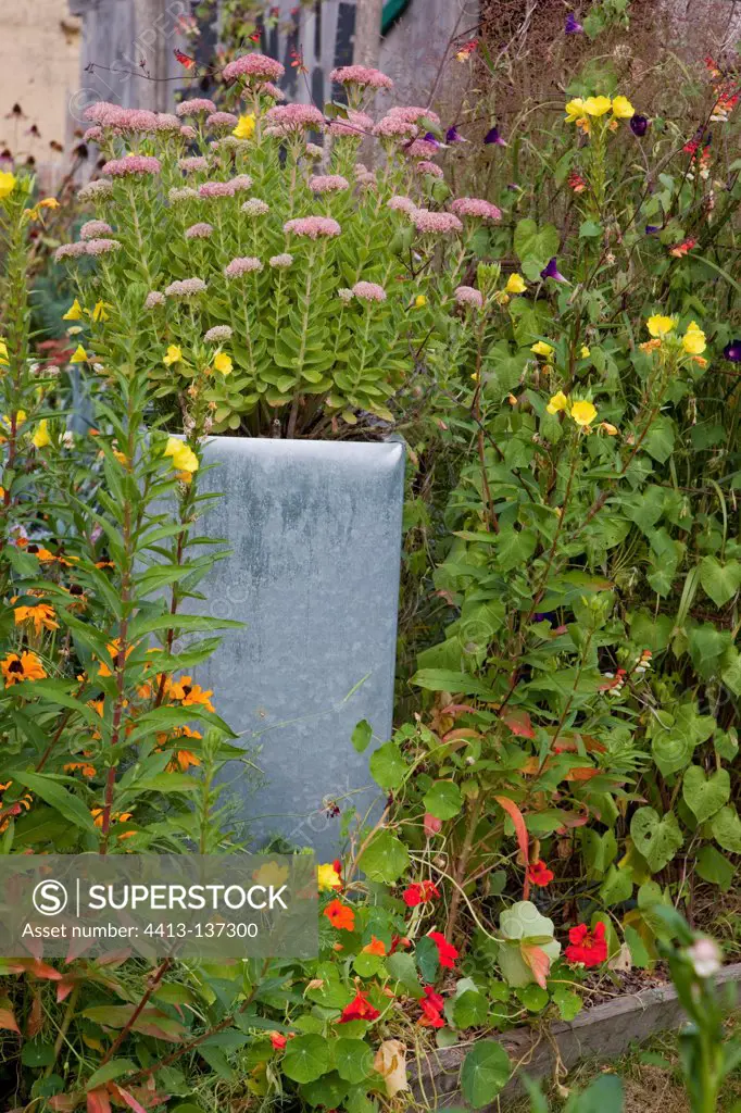 Stonecrop in pot in an organic flowered garden