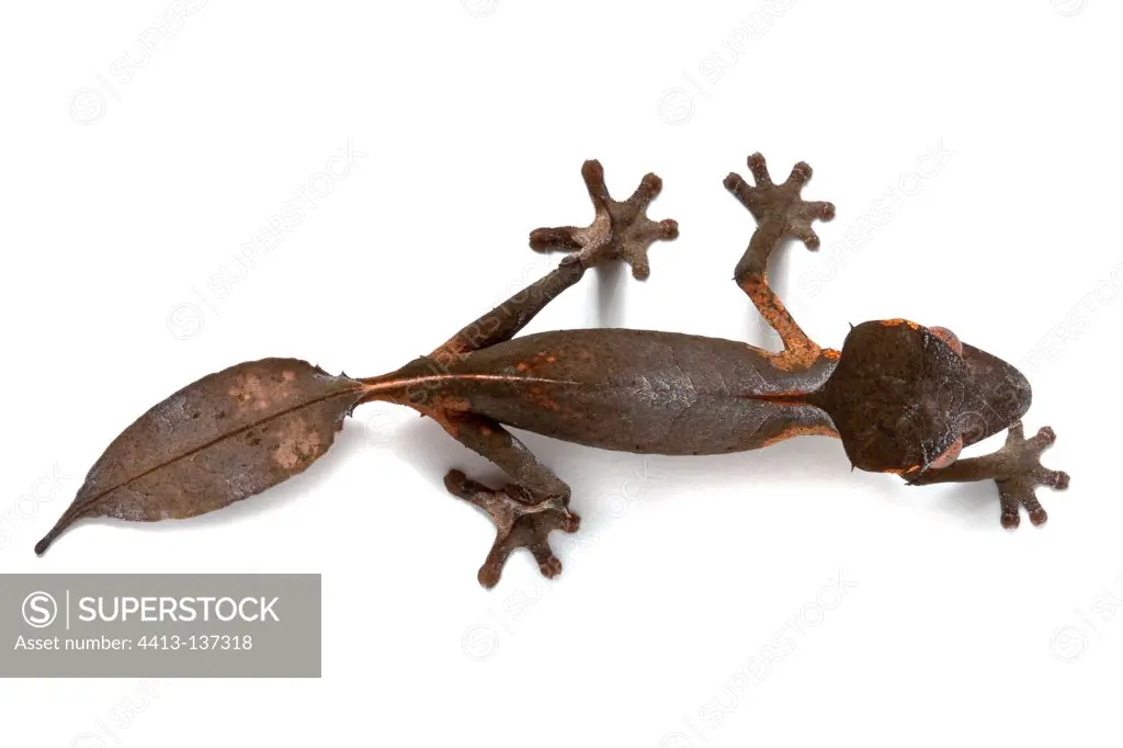 Satanic leaf-tailed gecko in studio on white background