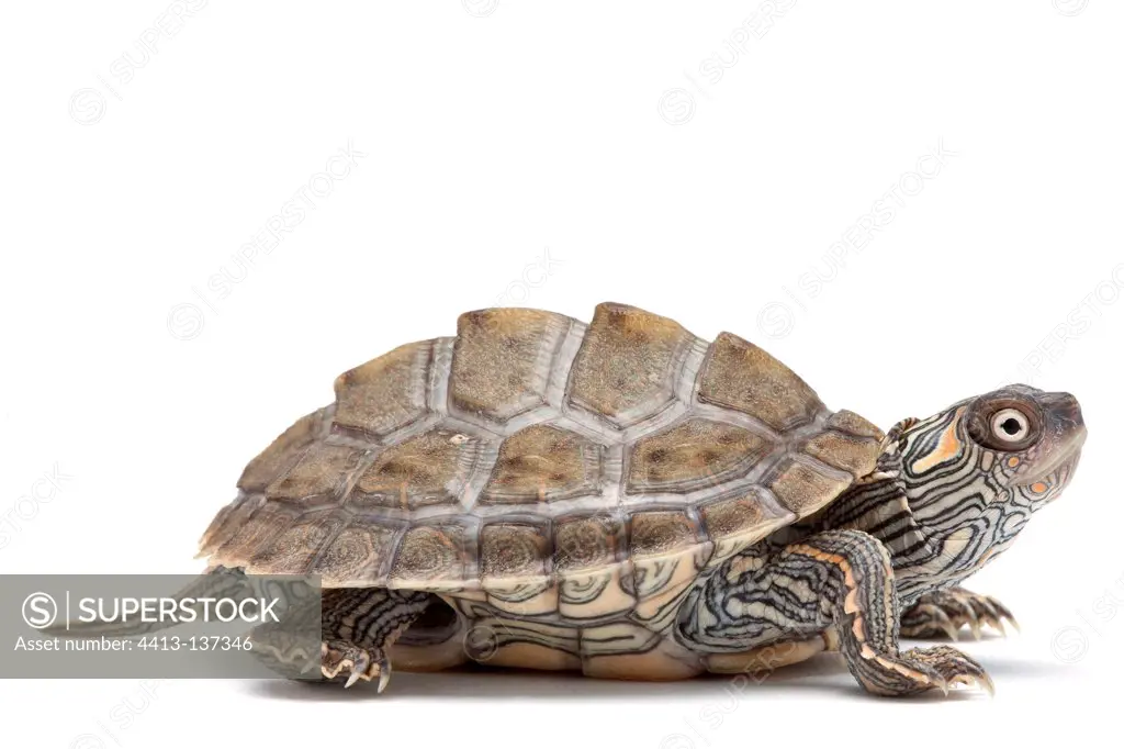 Texas Map Turtle in studio on white background