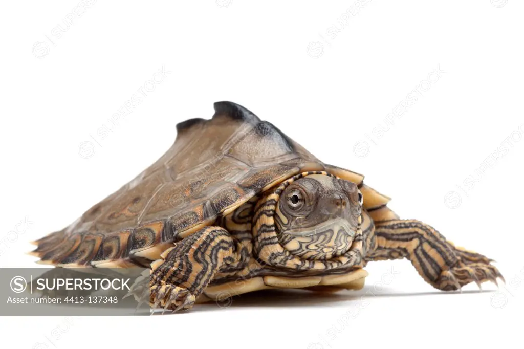 Pascagoula Map Turtle in studio on white background