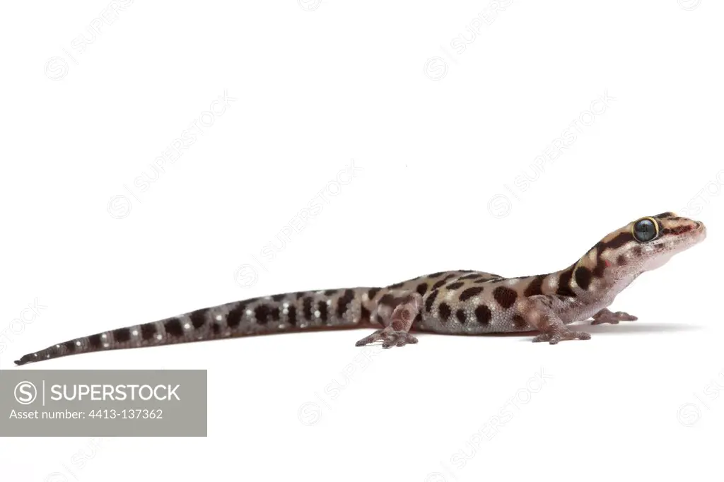 African tiger gecko in studio on white background