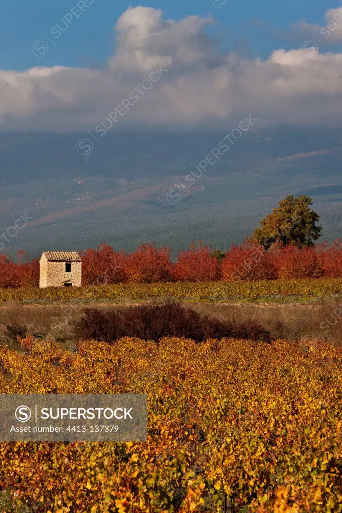 Vines Cherry trees and shed in autumn Provence France