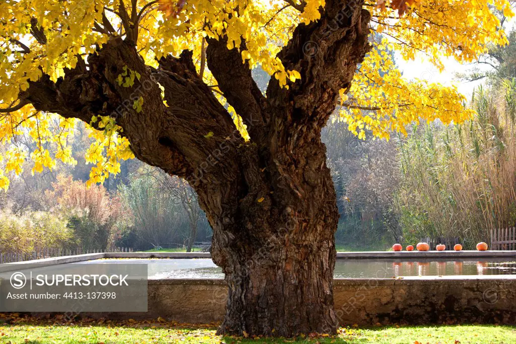 Mulberry tree in autumn Provence France