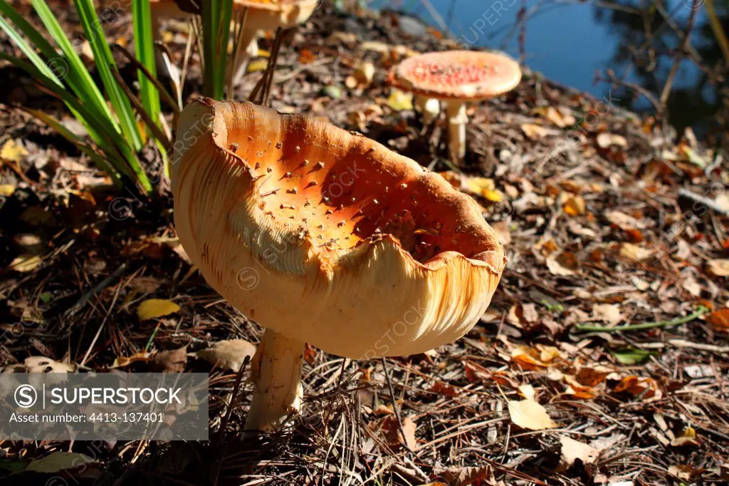 Fly agaric on the edge of a pond Britain France