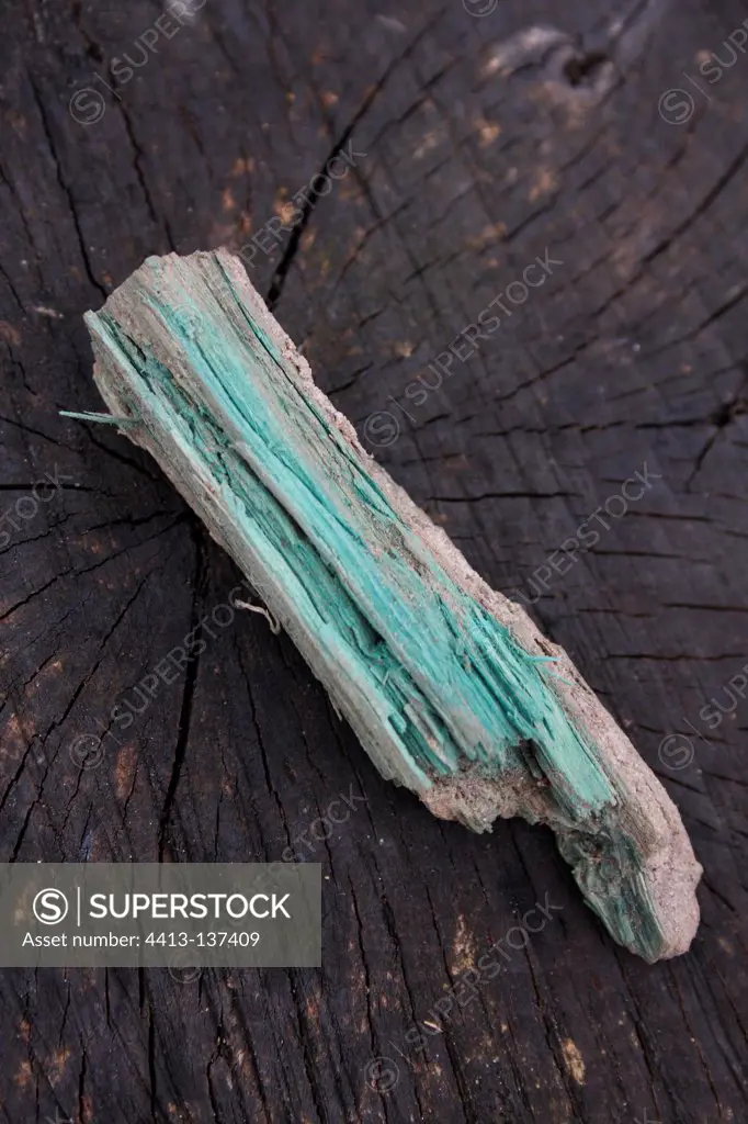 Peziza wood stained by the turquoise in the Rambouillet forest