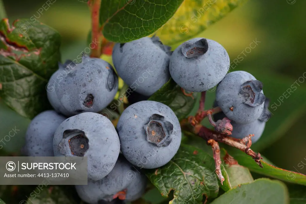 Cranberries and blueberries in summer Cotes d'Armor France