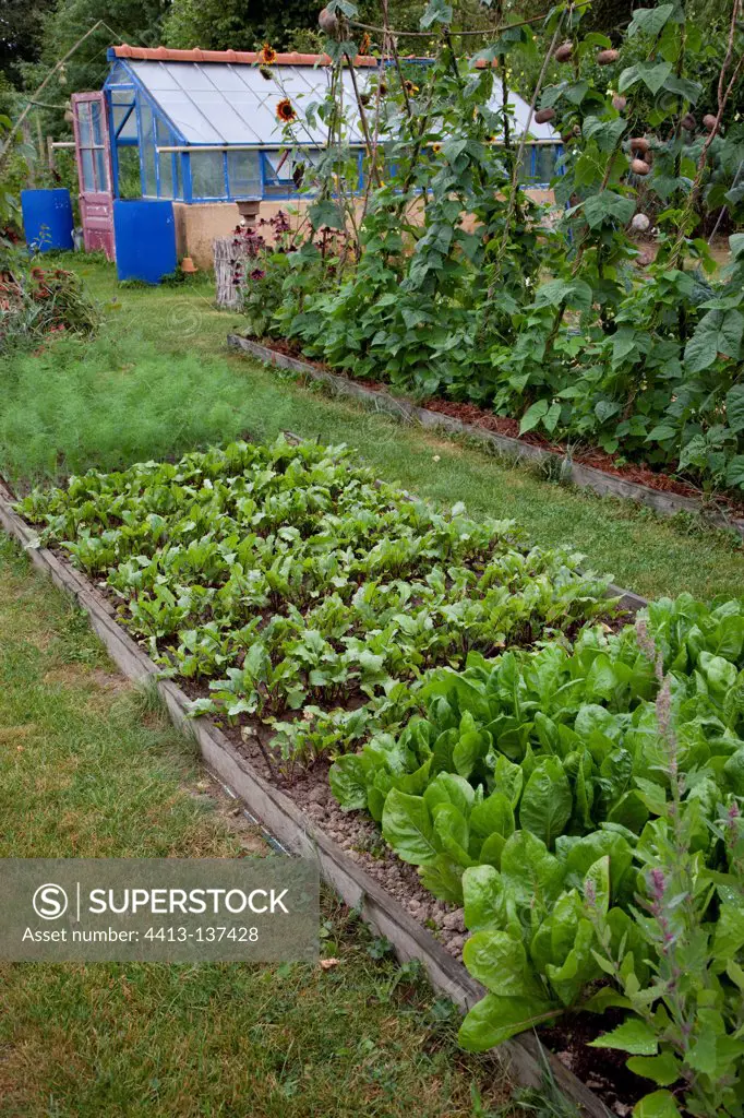 Organic kitchen garden