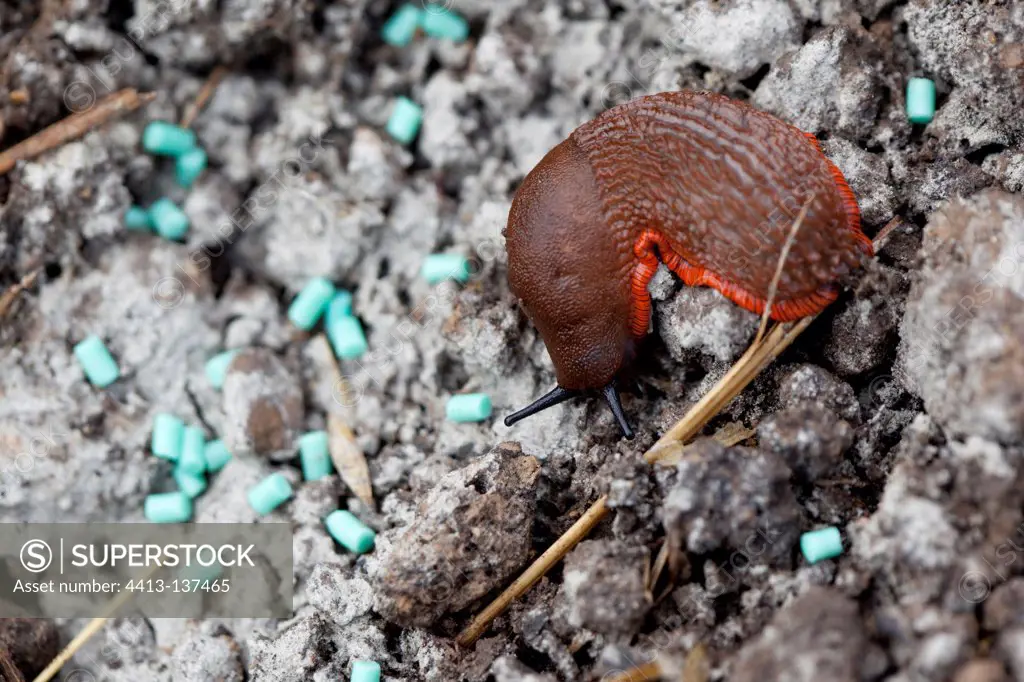 Chocolate arion eating Feramol granules in an organic garden