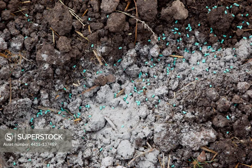 Ashes and Feramol granules anti-slugs in an organic garden