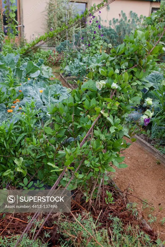Cup-and-saucer vine and cabbage in an organic kitchen garden