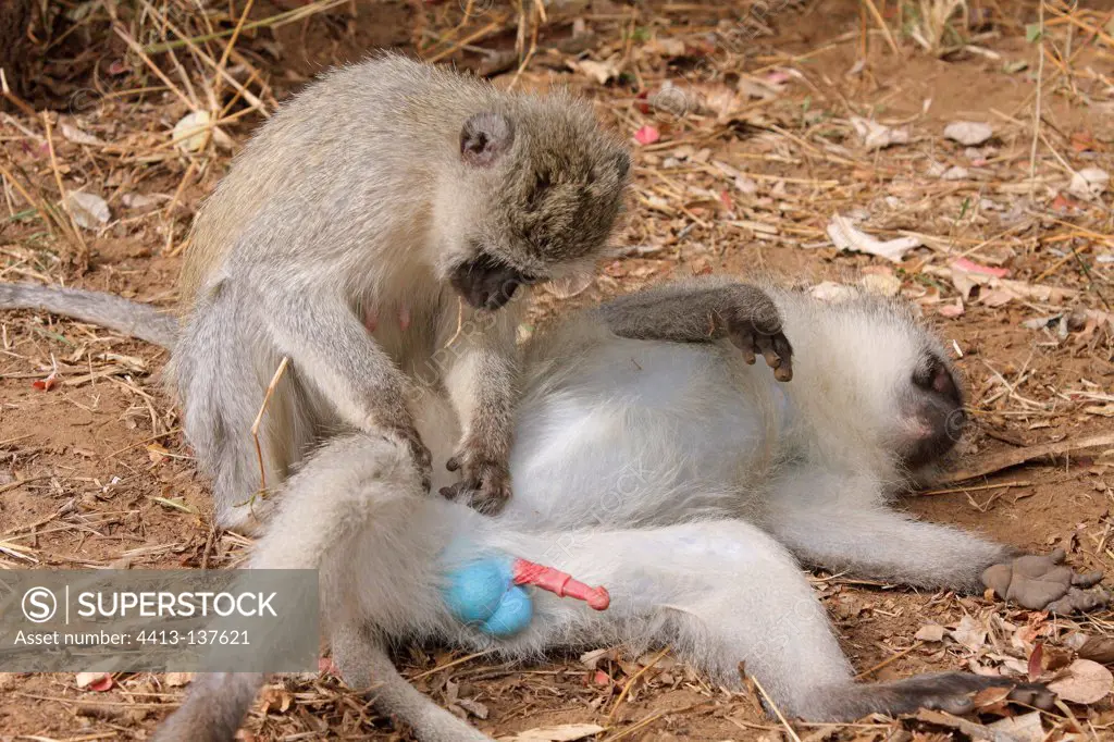 Grooming a female a male Grivet Monkey erect RSA