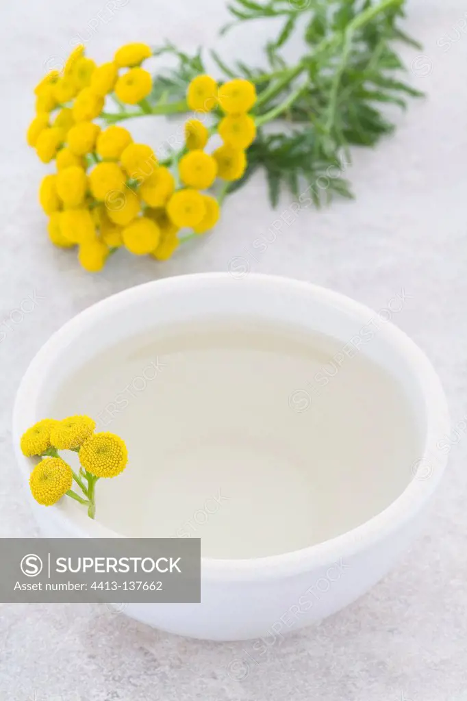 Tansy tea flowers in a white bowl