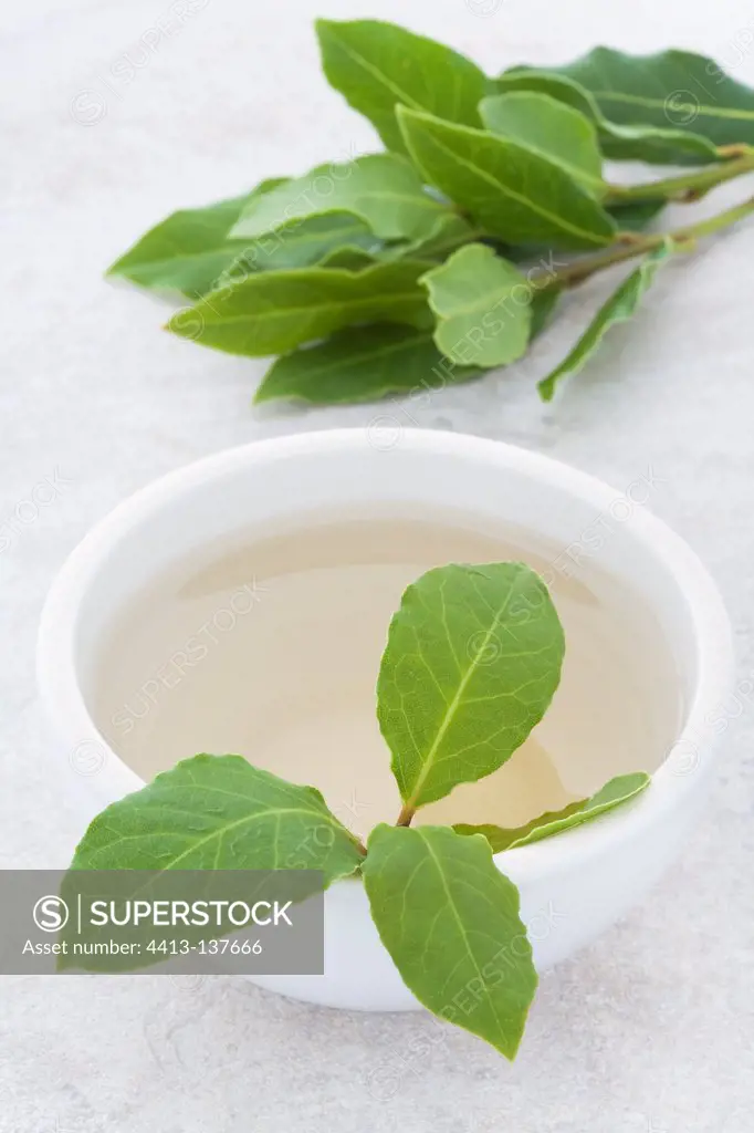 Tea leaf in a white bowl
