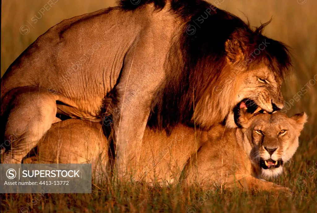 Coupling of lions Masaï Mara Kenya