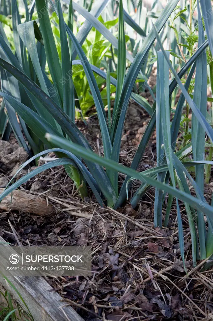 Mulching of leaves and straw on leeks in an organic garden