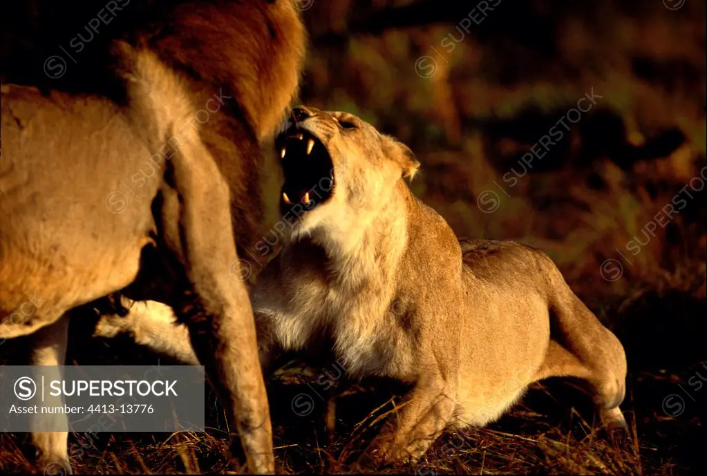 Couples lions in savanna Masaï Mara Kenya