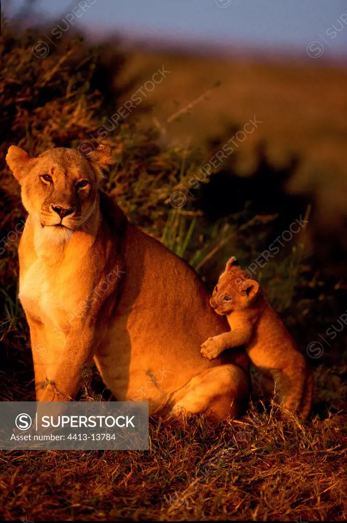 Lioness and lion cub playing Masaï Mara Kenya
