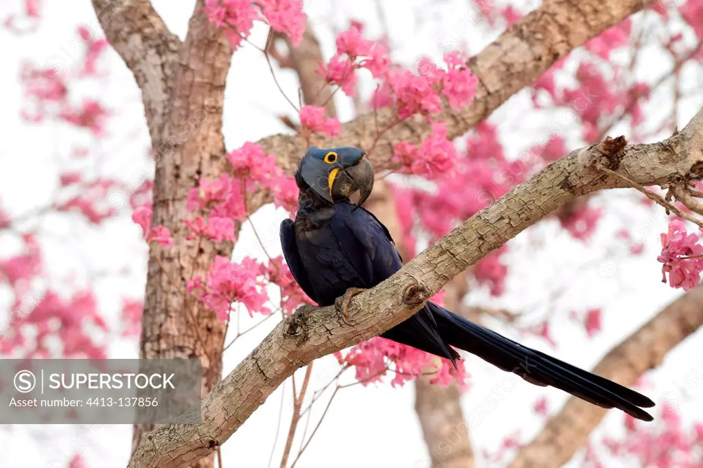 Hyacinth Macaw perched in a pink Ipe Pantanal