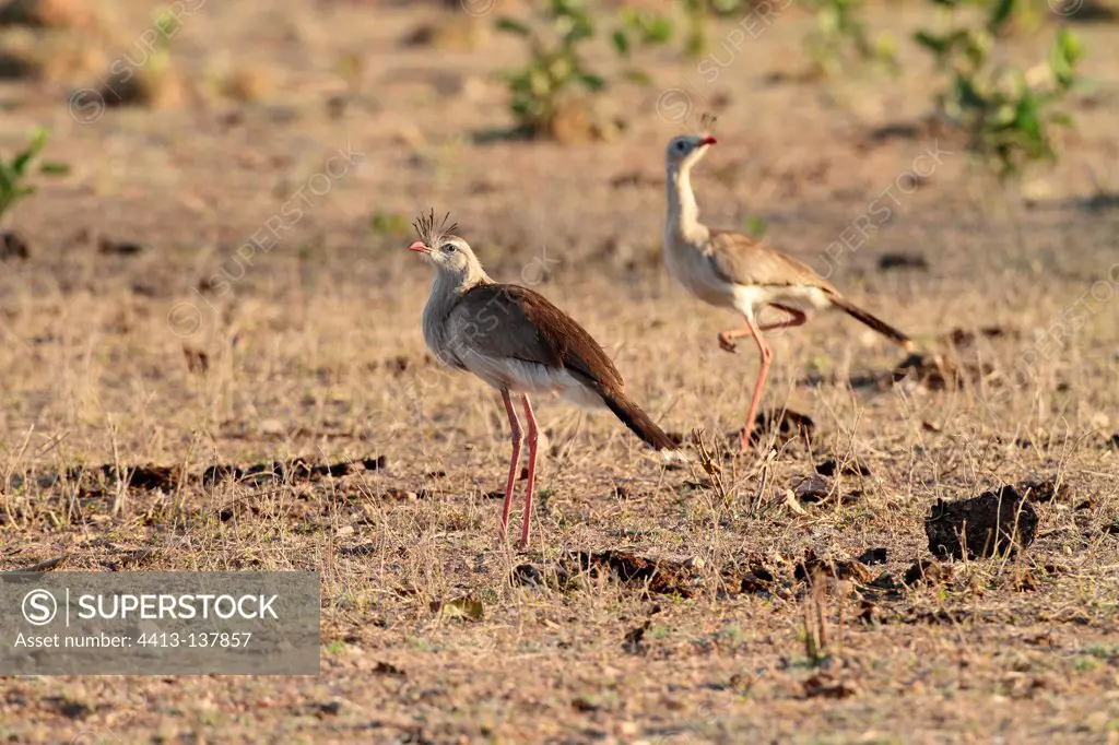 Couple of a Red-legged Seriema in a meadow Pantanal