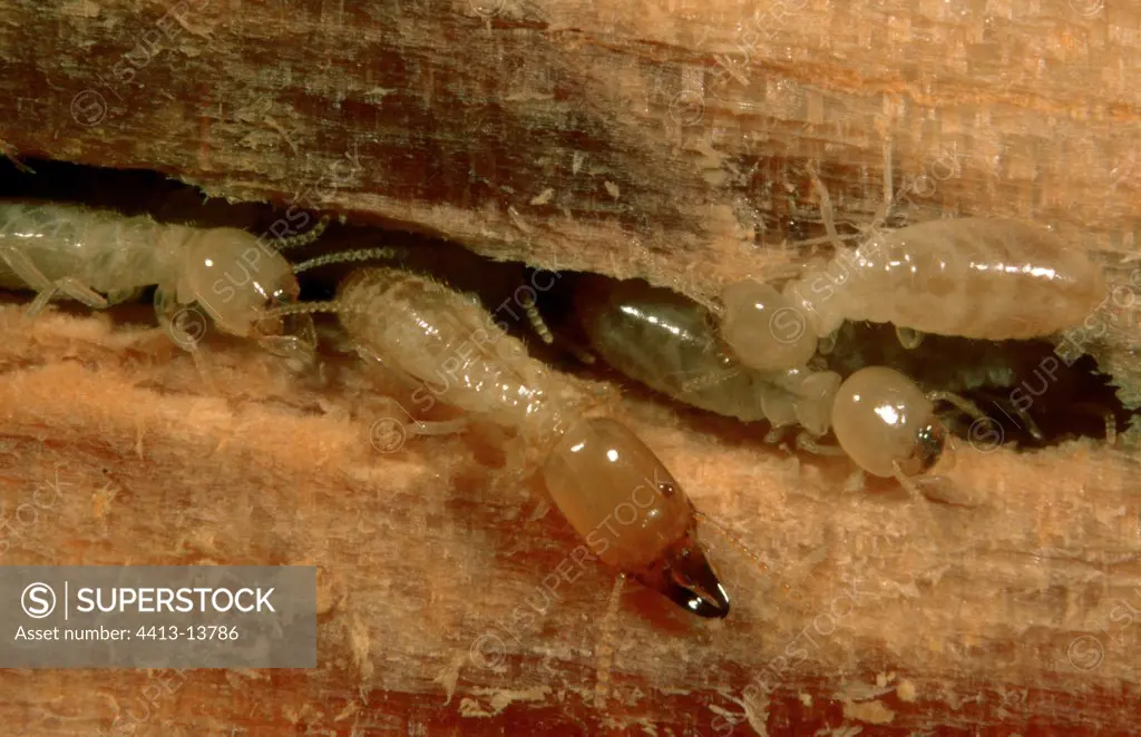 Termites corroding wood
