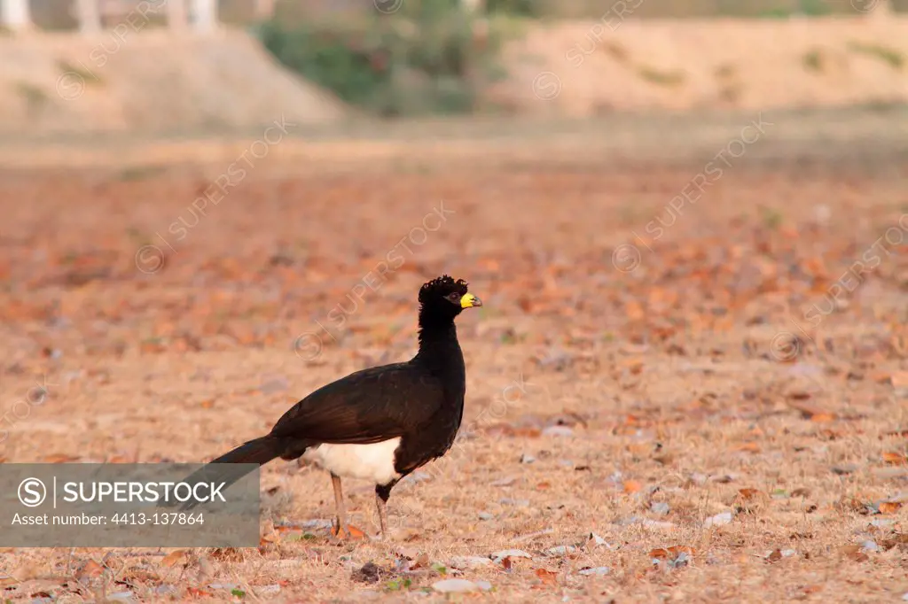 Male Bare-faced Curassow in the Pantanal in Brazil