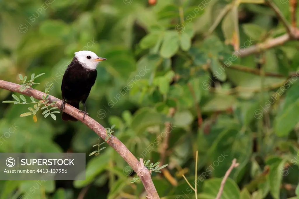 Male White-headed Marsh-tyrant on a branch Brazil