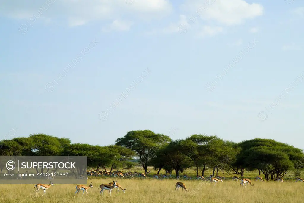 Herd of Springbok in the Kalahari in Botswana