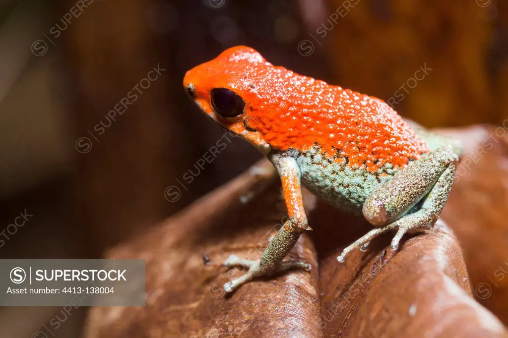 Granular Poison Frog in the Osa Peninsule in Costa Rica