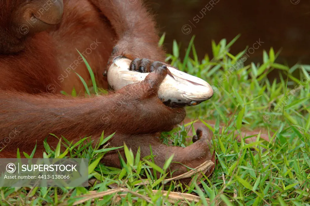Orangutan holding fish Kajang island Central Borneo