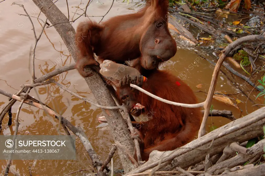 Orangutan fishing in the river Borneo