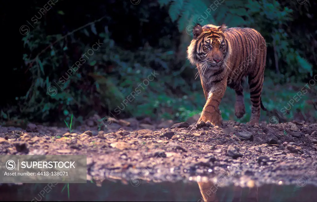 Sumatran tiger walking along a riverin Asia