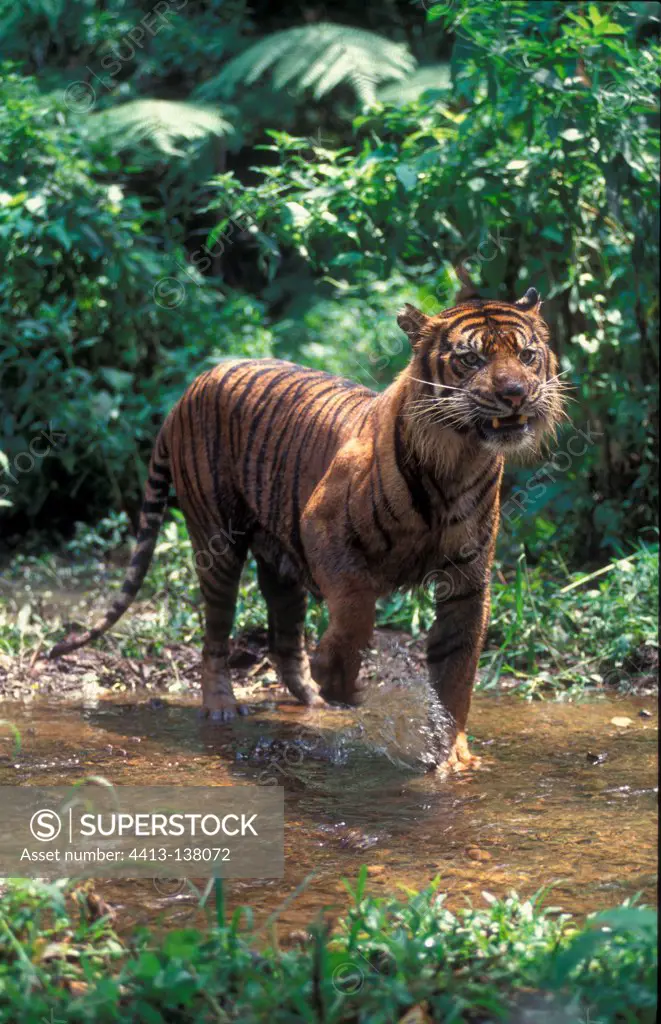 Sumatran tiger in a riverin Asia