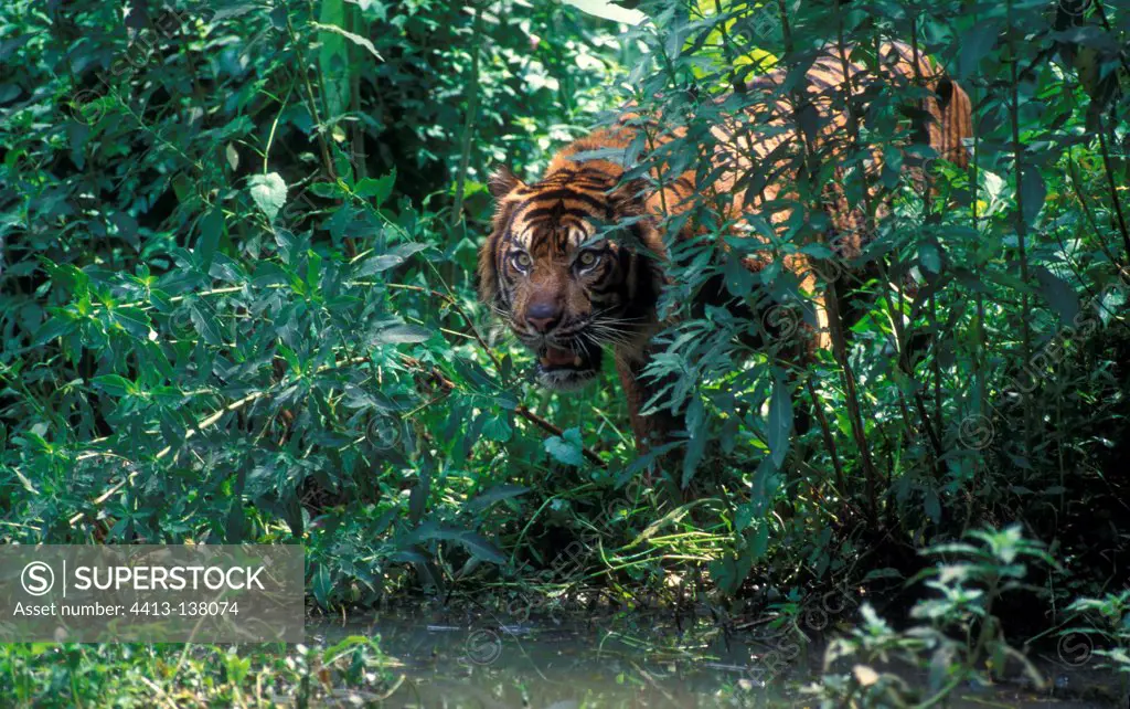 Sumatran tiger near a riverin Asia