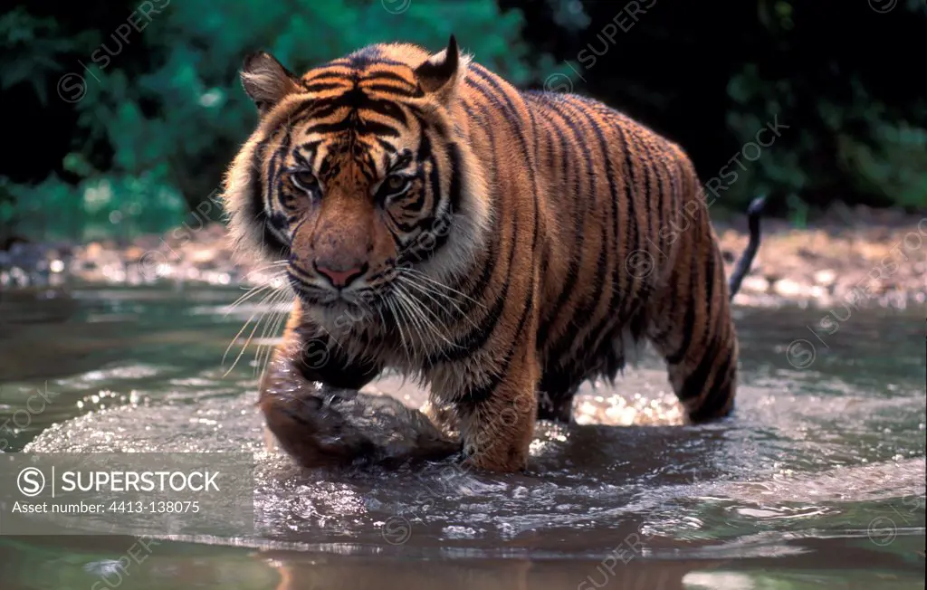 Sumatran tiger walking in a riverin Asia