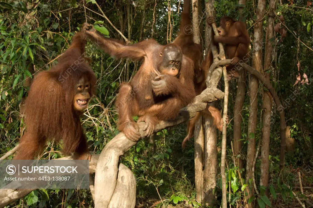 Orang-utans on a branch in a forest in Asia