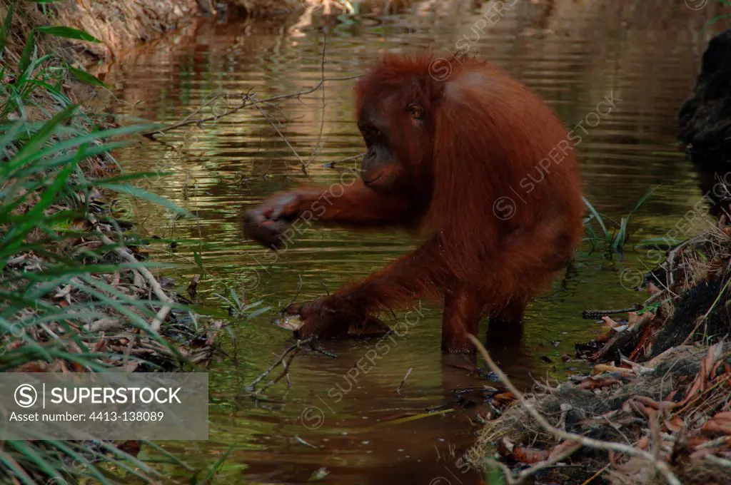 Orangutan catching fish with hand Central Borneo